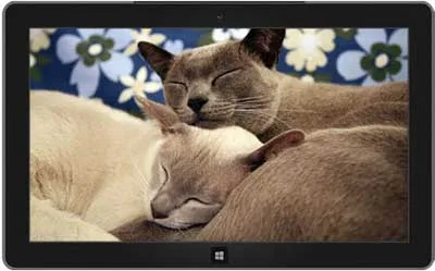 Animal Affection