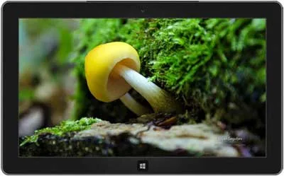 Forest Floor