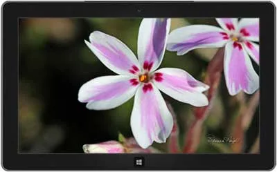 Spring Blooms